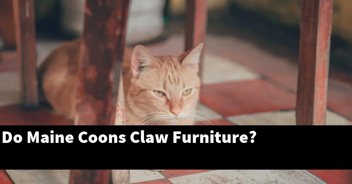 Do Maine Coons Claw Furniture?