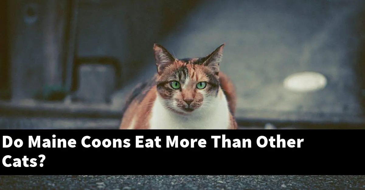 Do Maine Coons Eat More Than Other Cats?