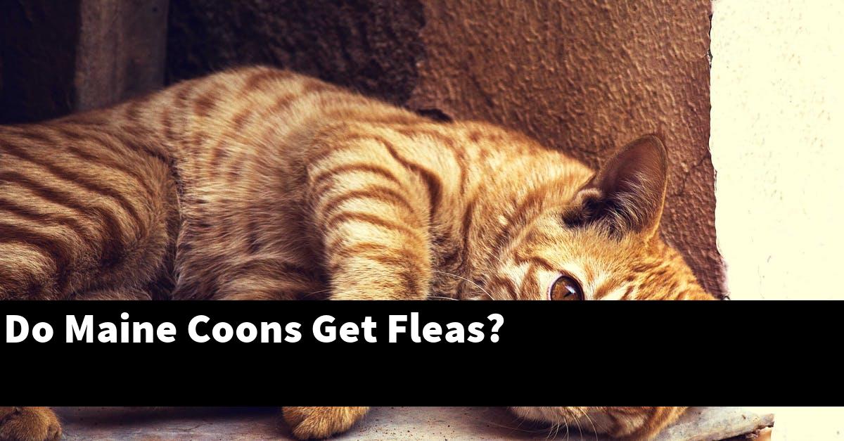 Do Maine Coons Get Fleas?