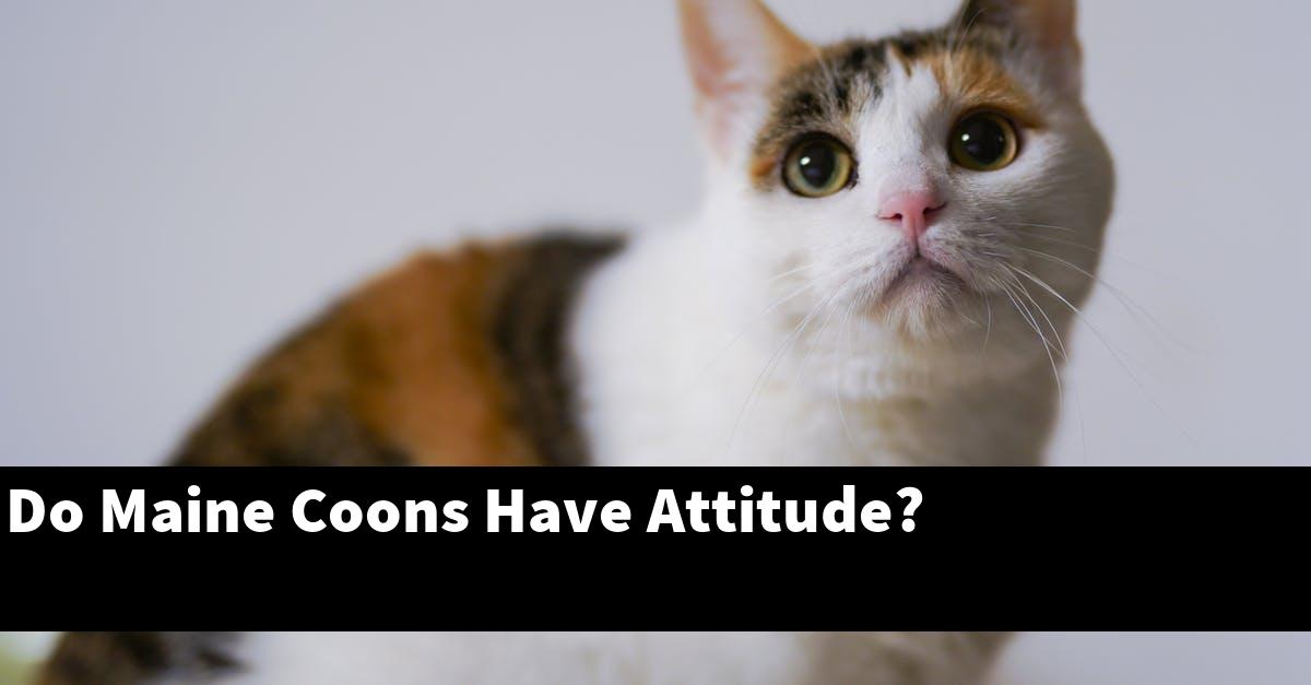 Do Maine Coons Have Attitude?