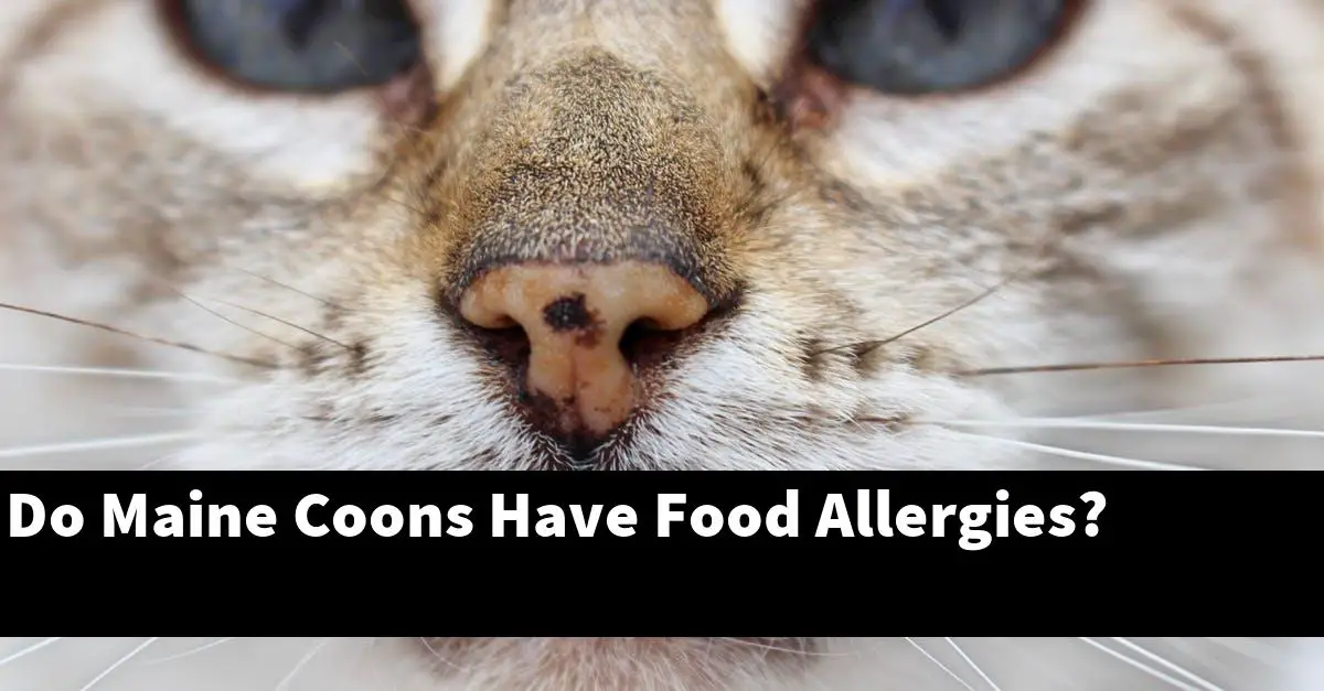 Do Maine Coons Have Food Allergies?