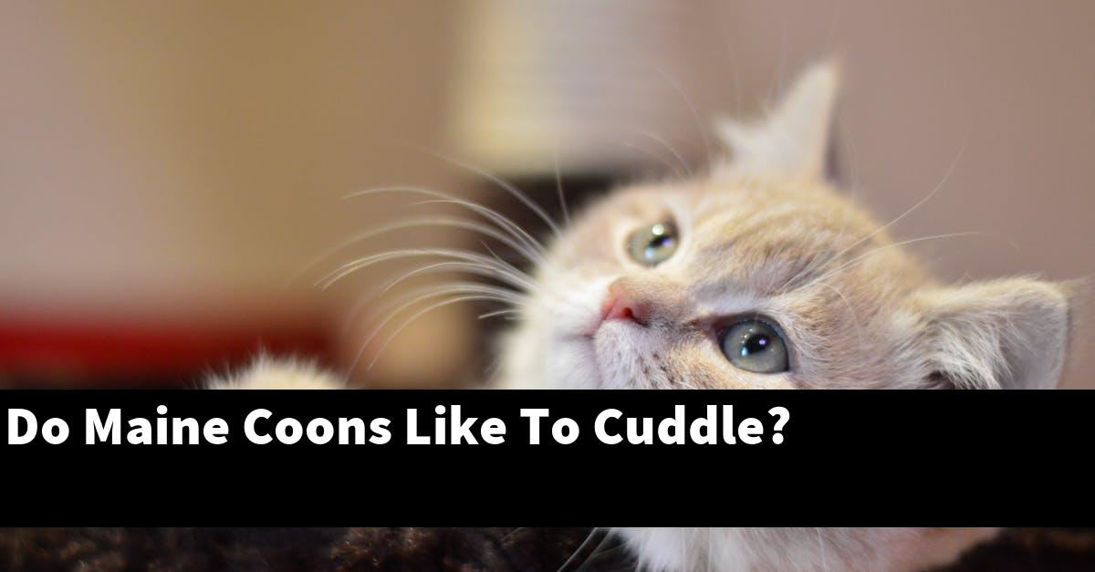 Do Maine Coons Like To Cuddle?