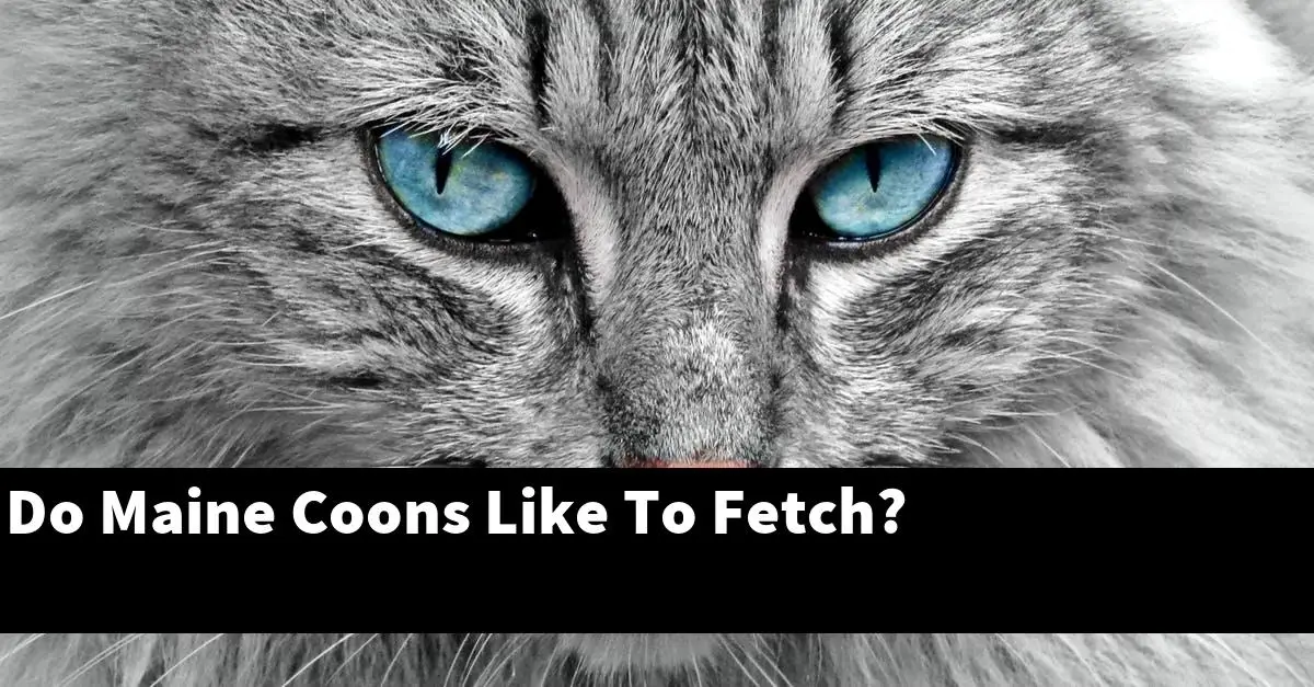Do Maine Coons Like To Fetch?