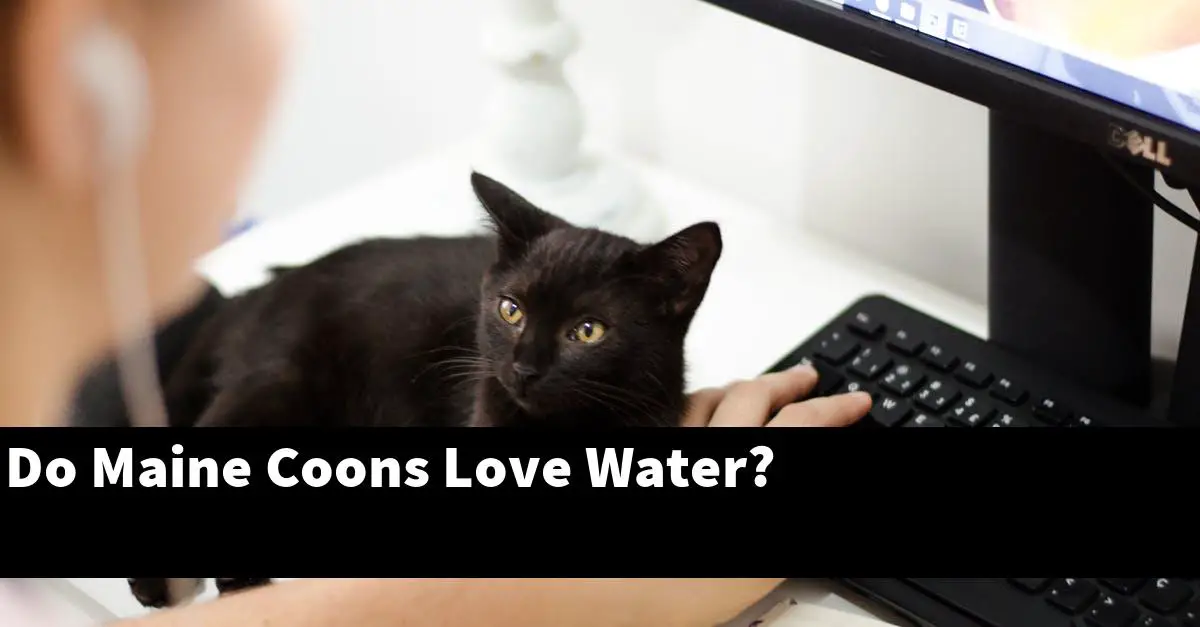 Do Maine Coons Love Water?