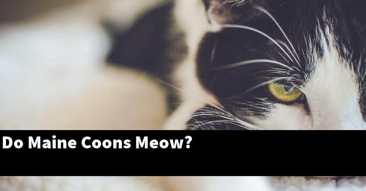 Do Maine Coons Meow?