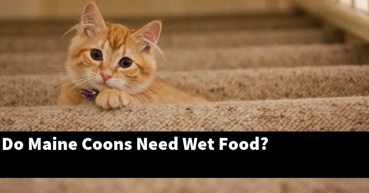 Do Maine Coons Need Wet Food?