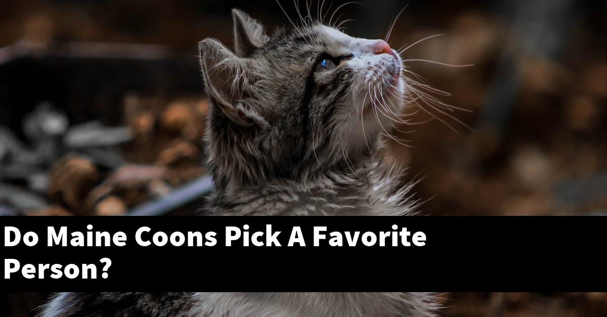 Do Maine Coons Pick A Favorite Person?