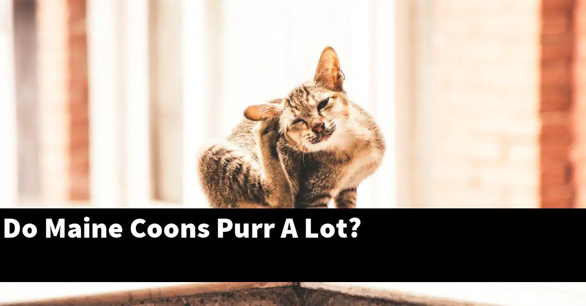 Do Maine Coons Purr A Lot?