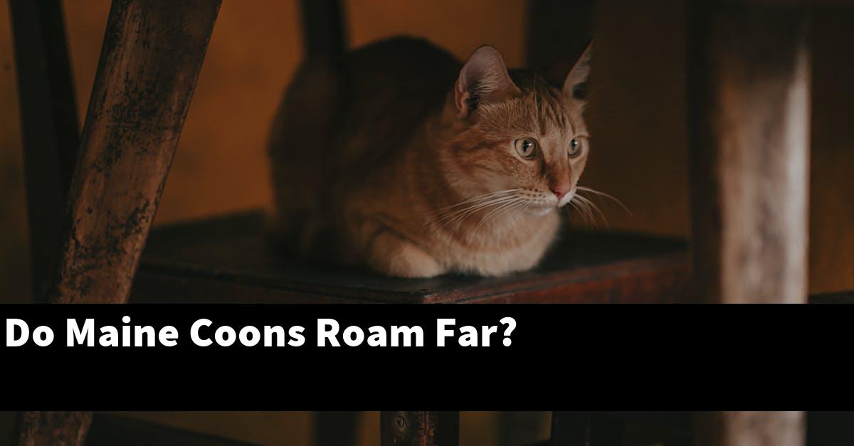 Do Maine Coons Roam Far?