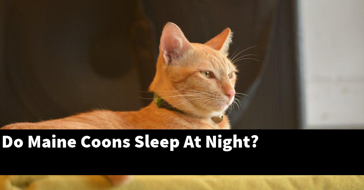 Do Maine Coons Sleep At Night?