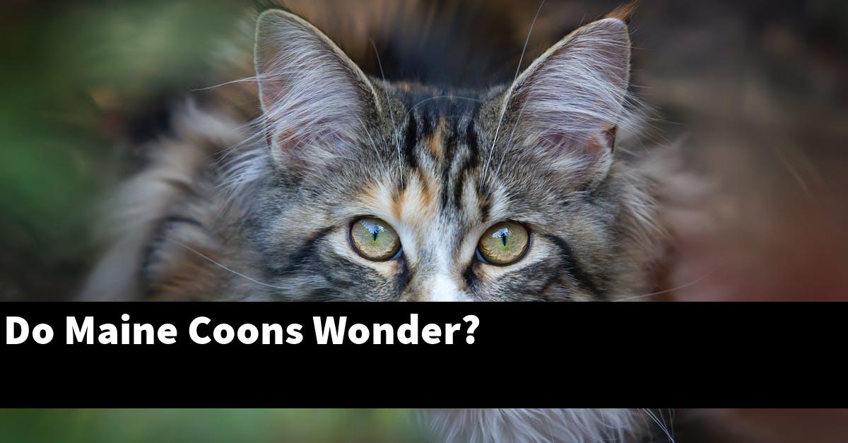 Do Maine Coons Wonder?