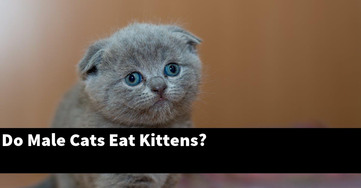 Do Male Cats Eat Kittens?