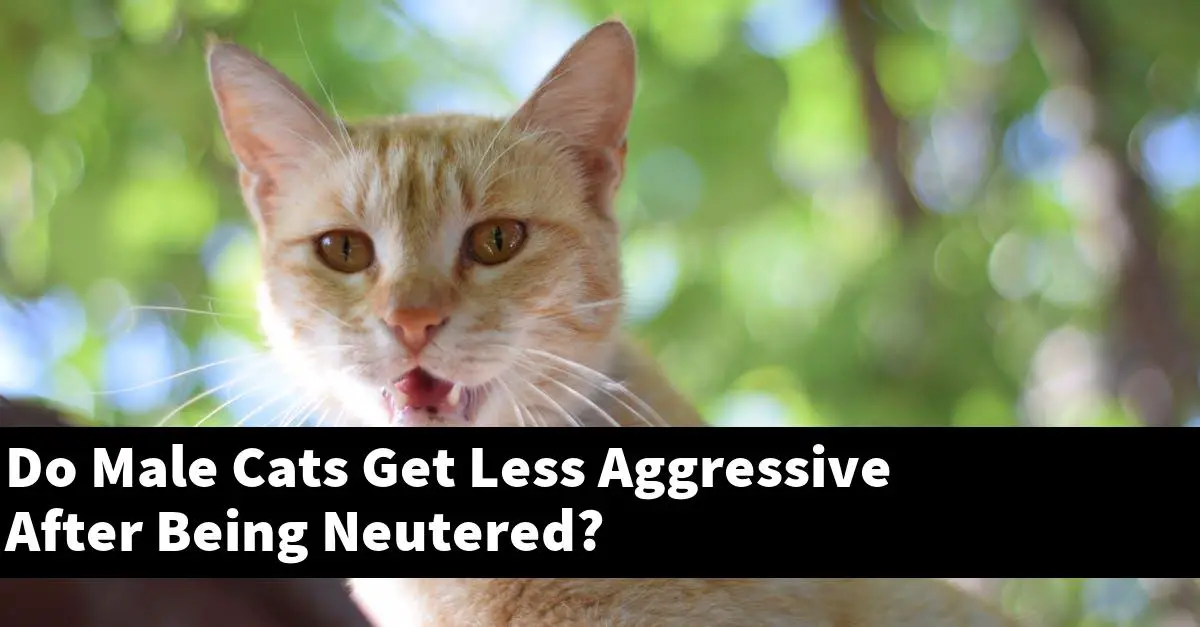 Do Male Cats Get Less Aggressive After Being Neutered?