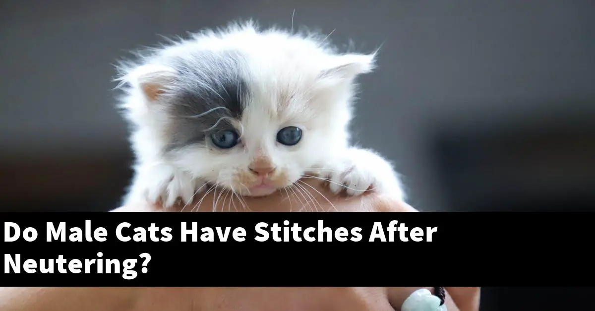 Do Male Cats Have Stitches After Neutering?