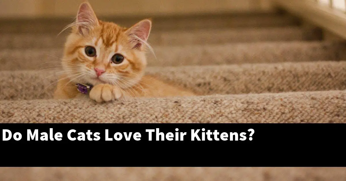 Do Male Cats Love Their Kittens?