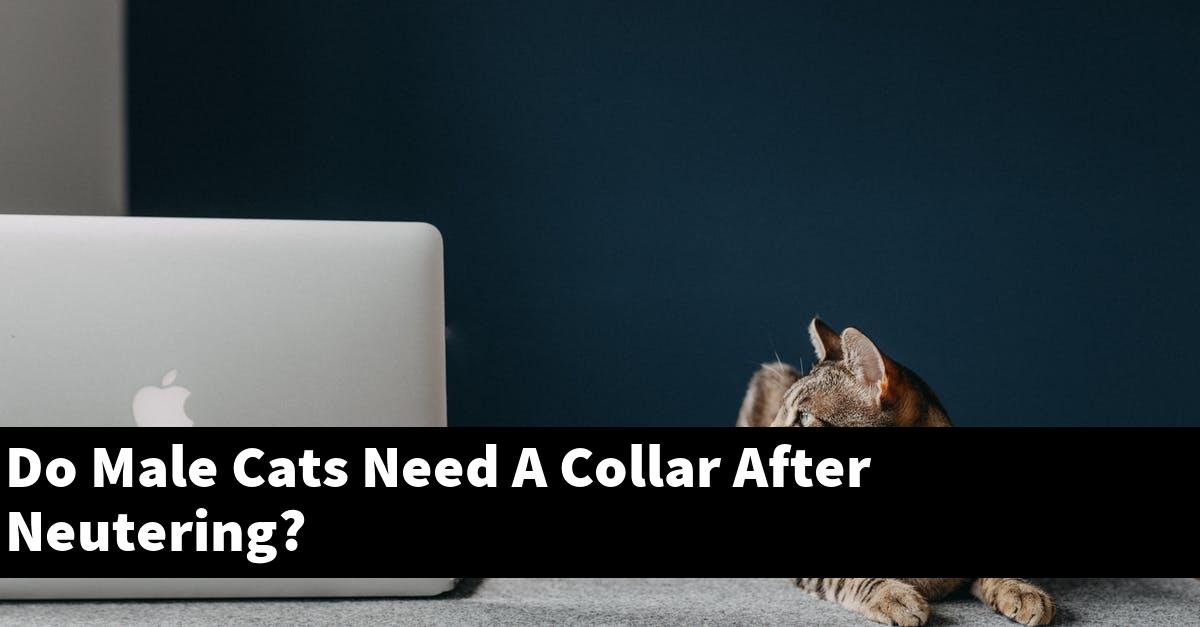 Do Male Cats Need A Collar After Neutering?