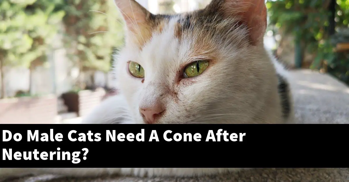 Do Male Cats Need A Cone After Neutering?