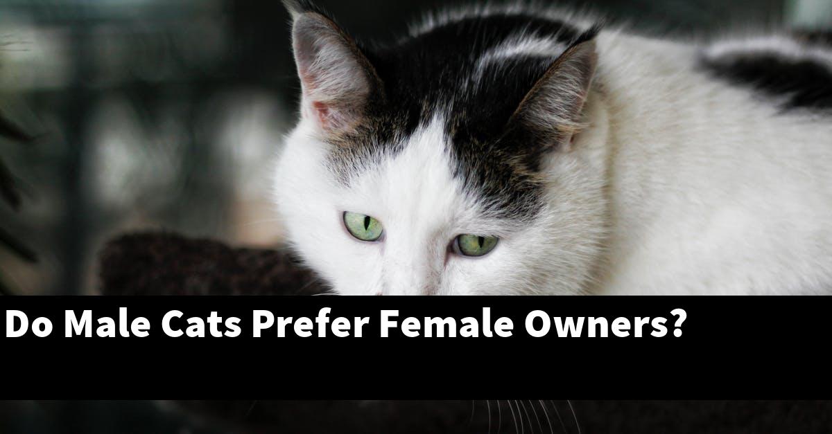 Do Male Cats Prefer Female Owners?