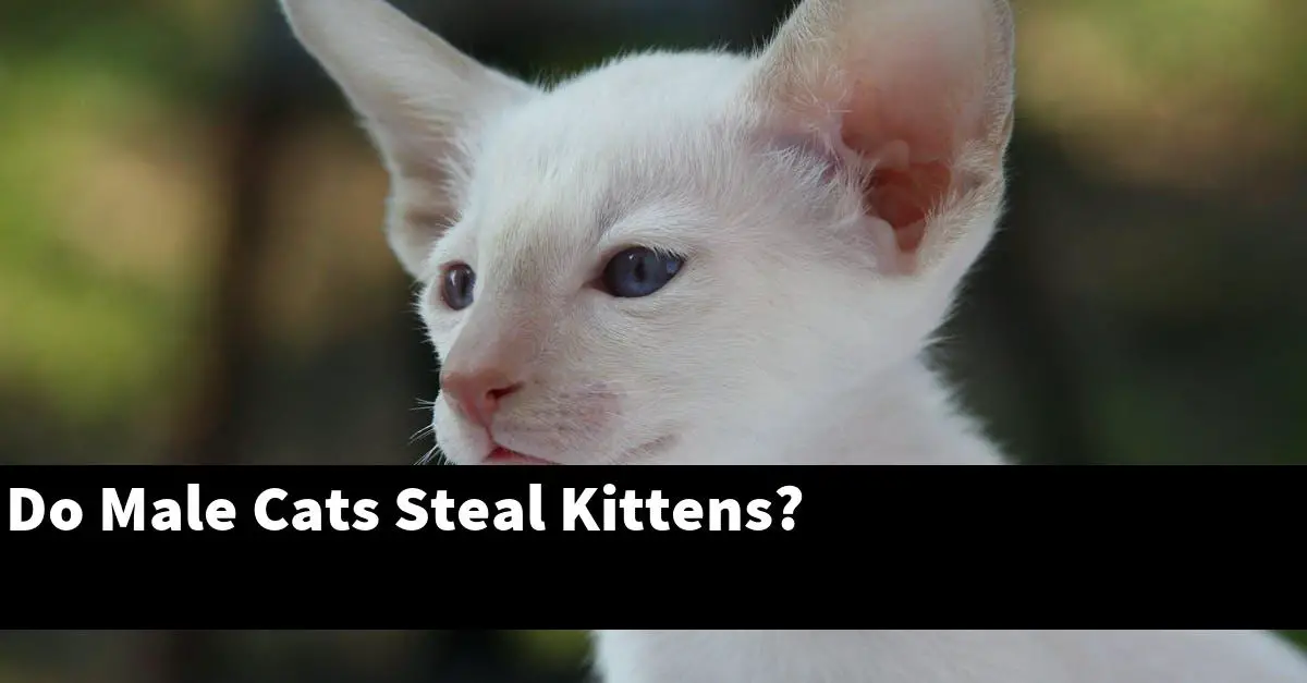 Do Male Cats Steal Kittens?