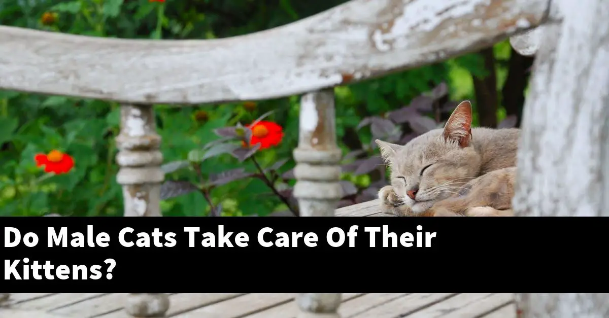 Do Male Cats Take Care Of Their Kittens?