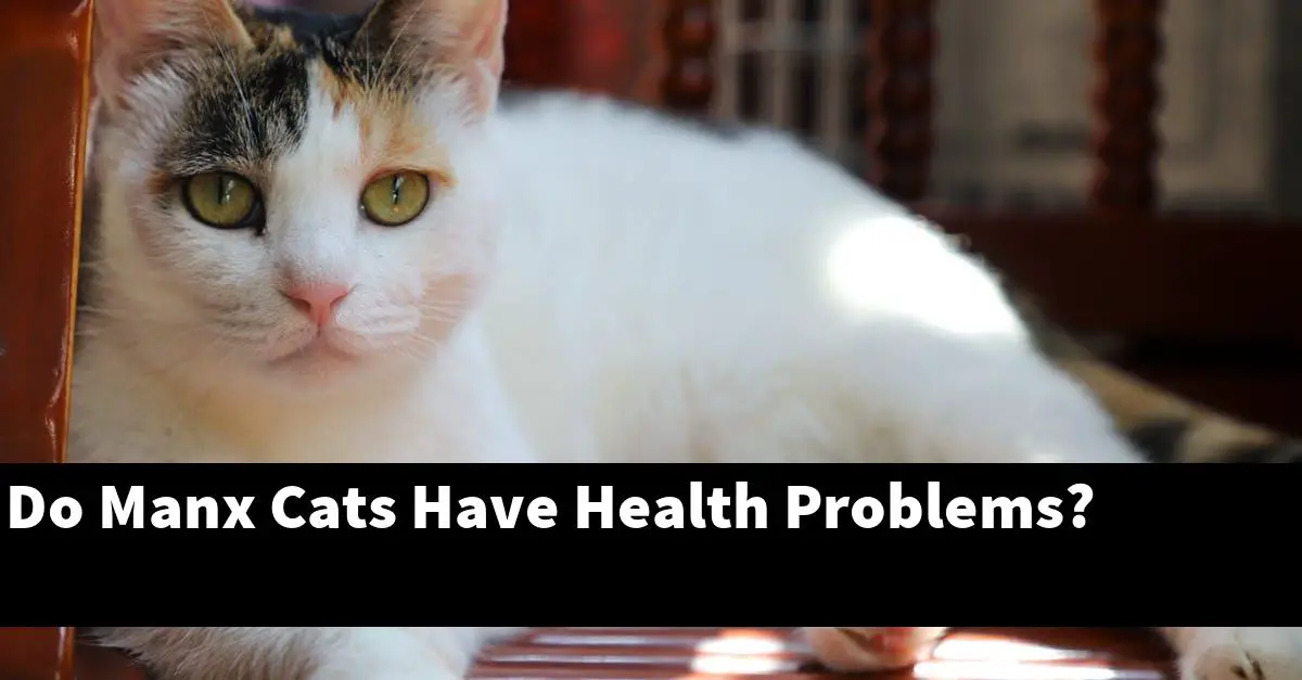 Do Manx Cats Have Health Problems?