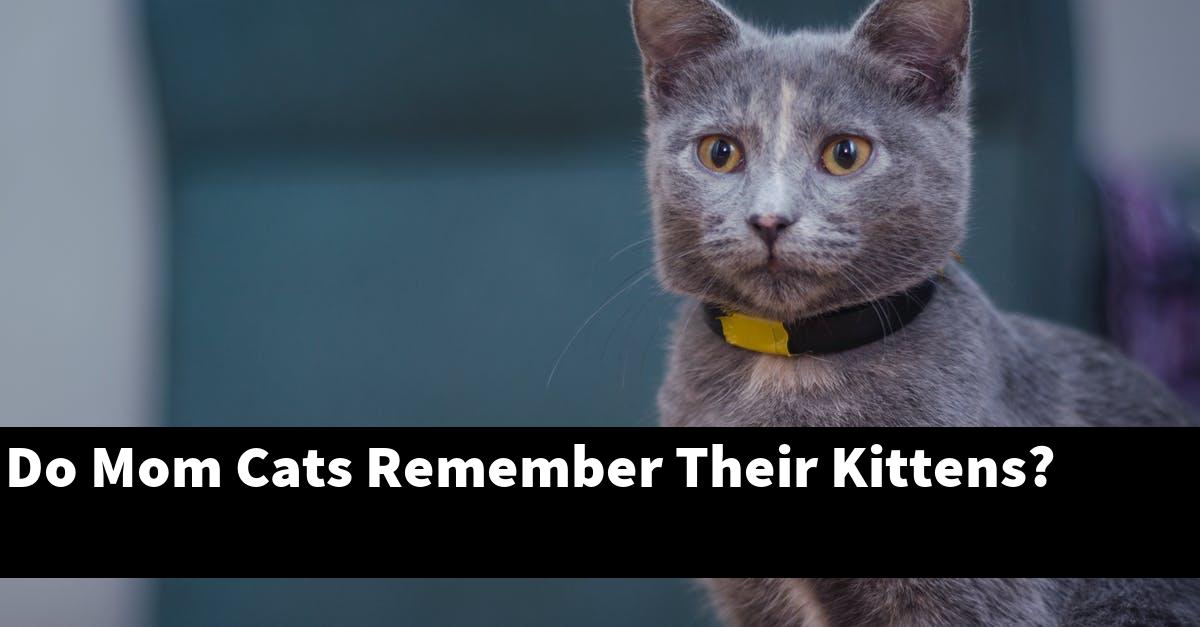 Do Mom Cats Remember Their Kittens?