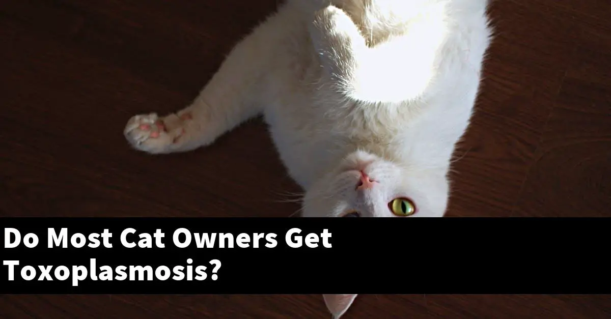 Do Most Cat Owners Get Toxoplasmosis?