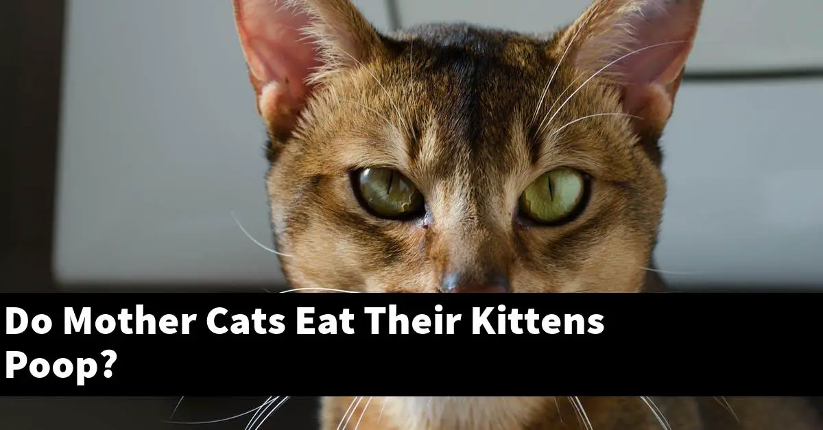 Do Mother Cats Eat Their Kittens Poop?