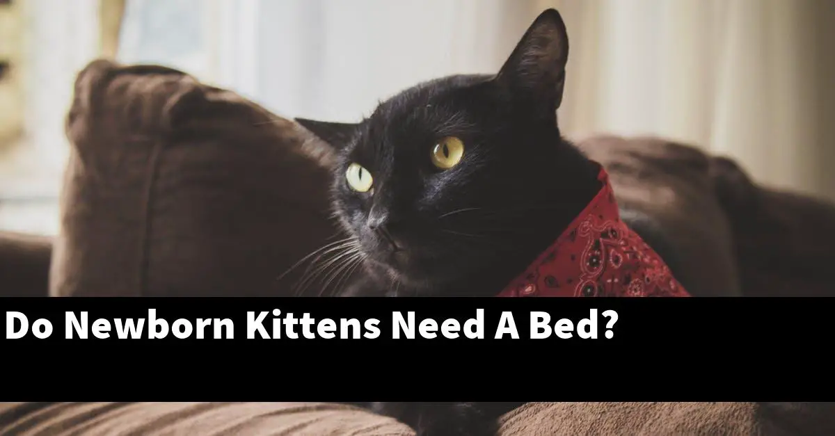 Do Newborn Kittens Need A Bed?
