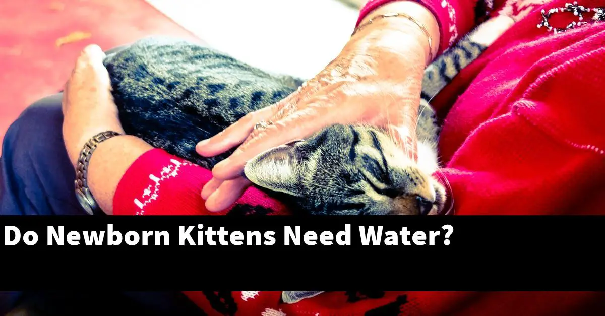 Do Newborn Kittens Need Water?