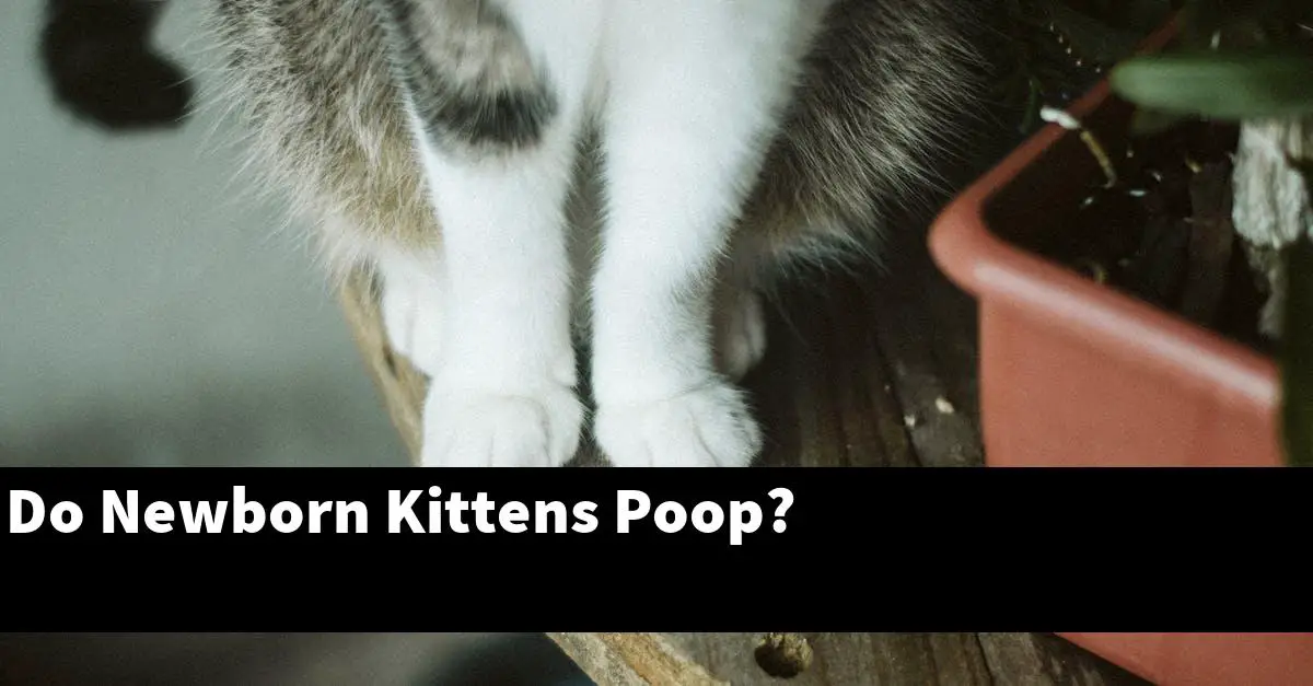 Do Newborn Kittens Poop?
