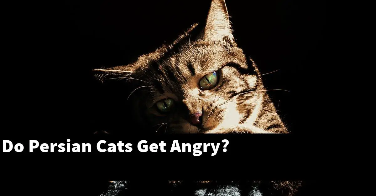 Do Persian Cats Get Angry?