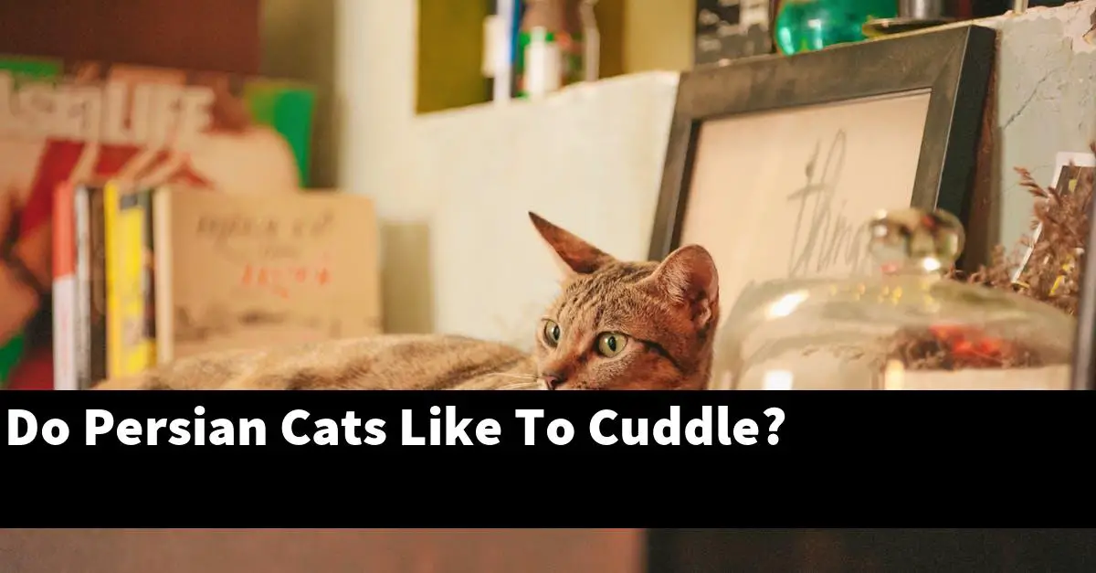 Do Persian Cats Like To Cuddle?