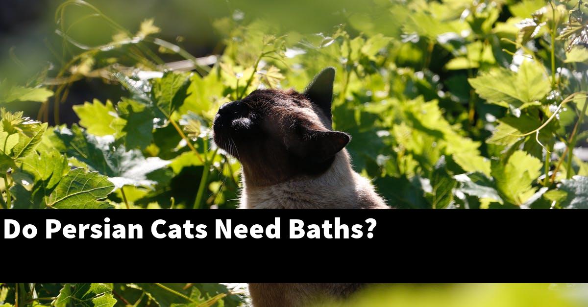 Do Persian Cats Need Baths?