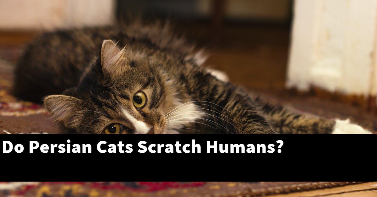 Do Persian Cats Scratch Humans?