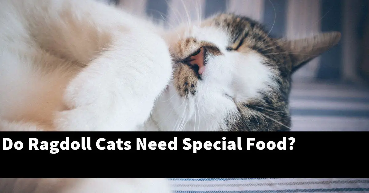 Do Ragdoll Cats Need Special Food?