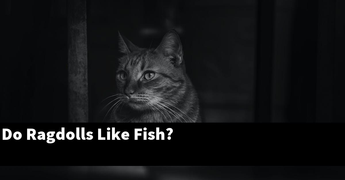 Do Ragdolls Like Fish?