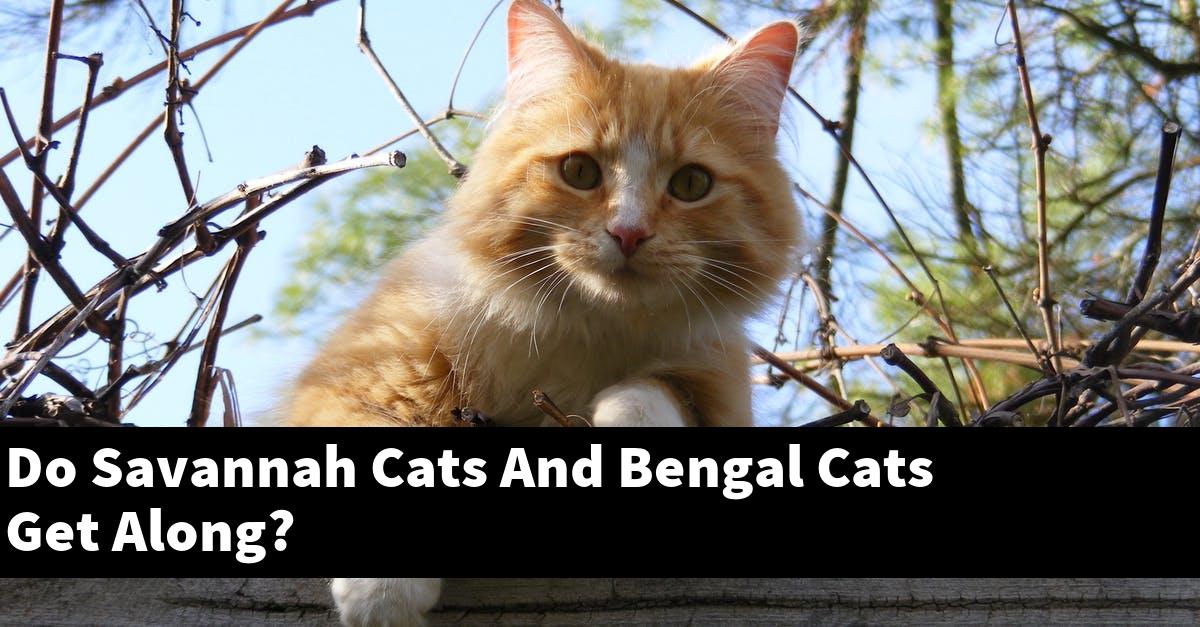 Do Savannah Cats And Bengal Cats Get Along?