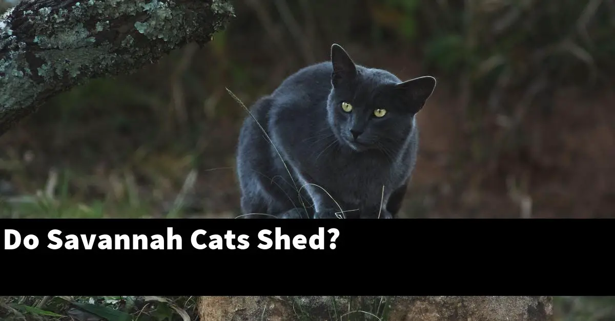 Do Savannah Cats Shed?