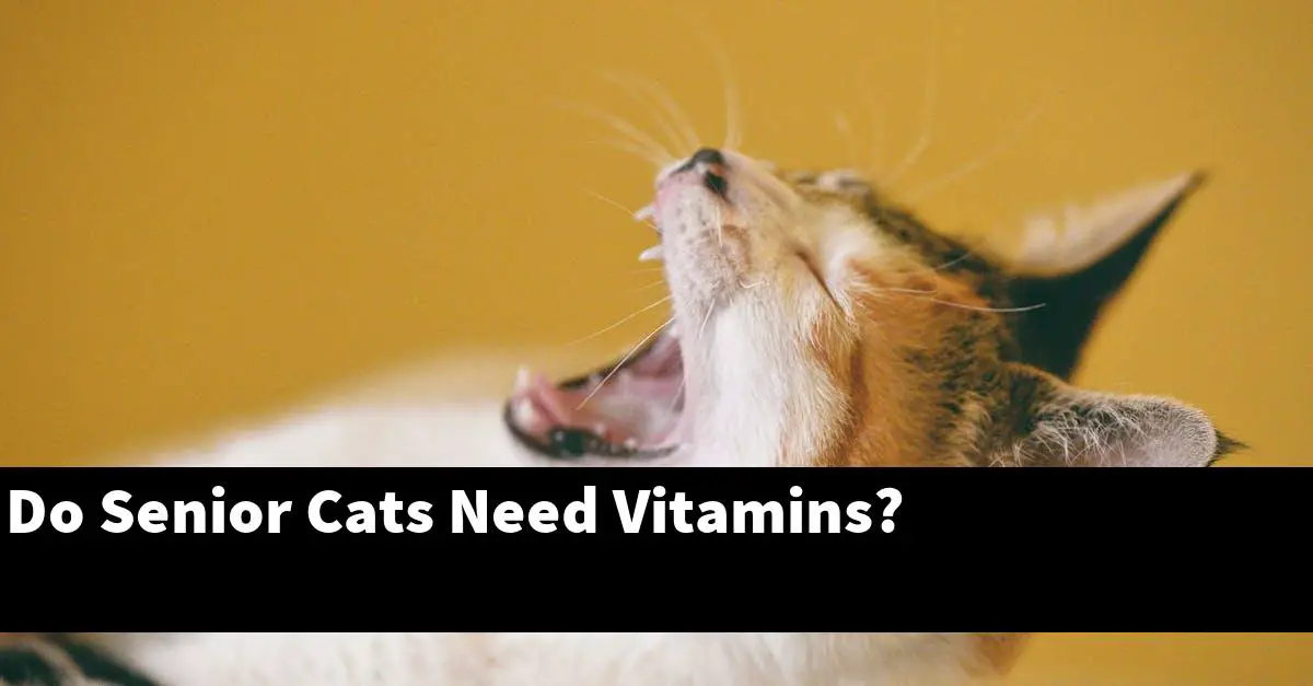 Do Senior Cats Need Vitamins?