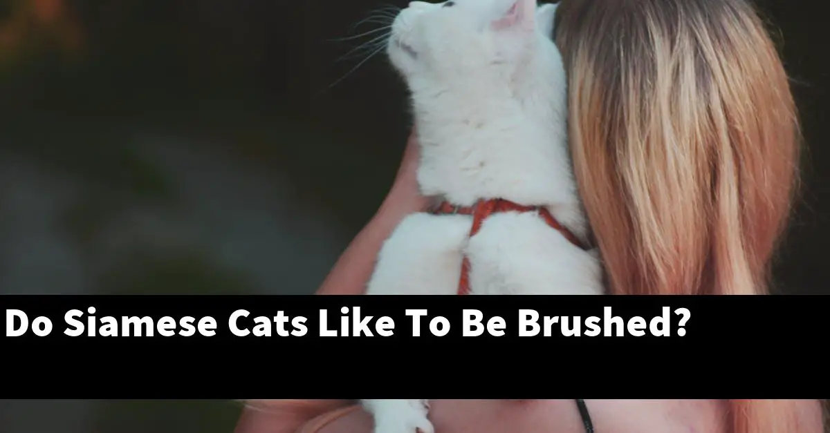 Do Siamese Cats Like To Be Brushed?