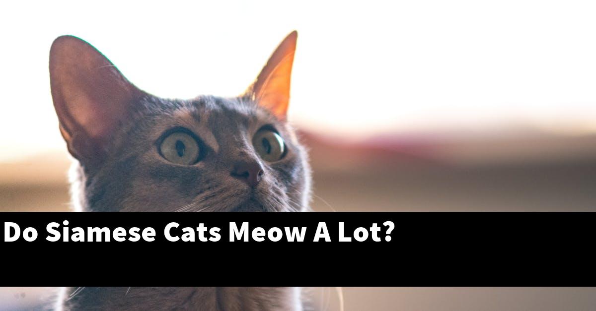 Do Siamese Cats Meow A Lot?