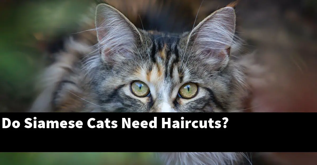 Do Siamese Cats Need Haircuts?