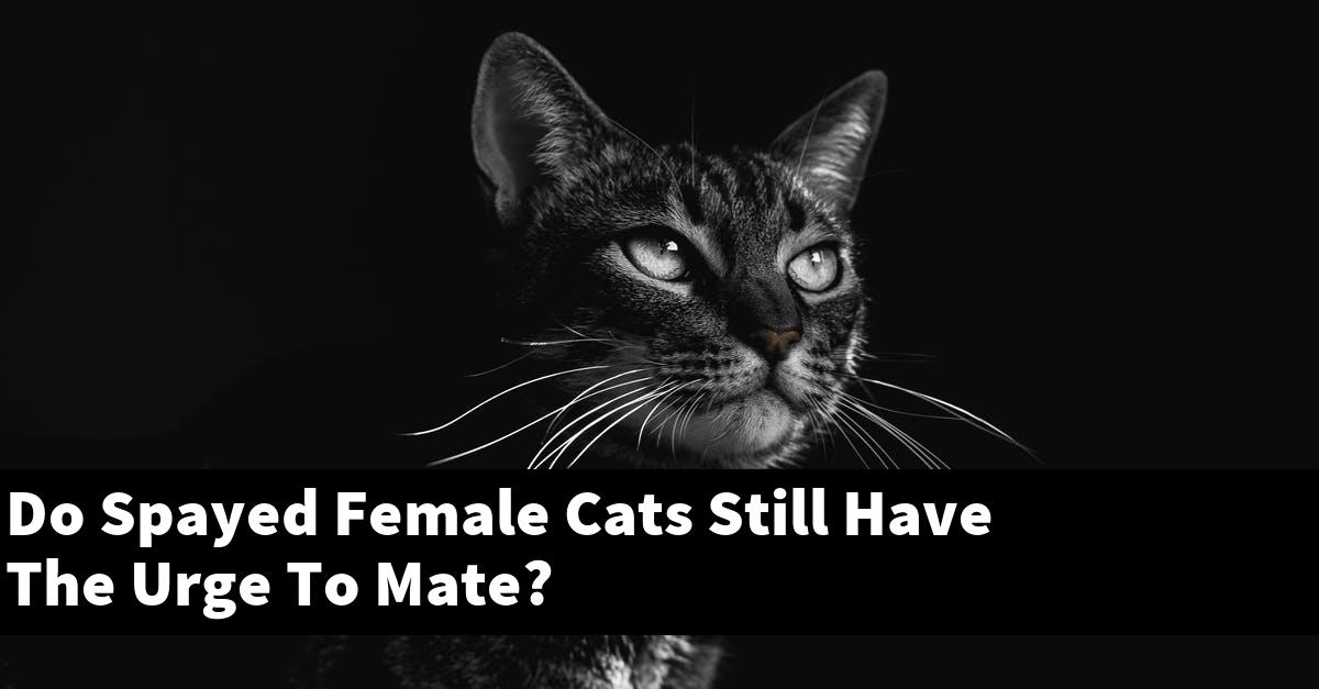 Do Spayed Female Cats Still Have The Urge To Mate?