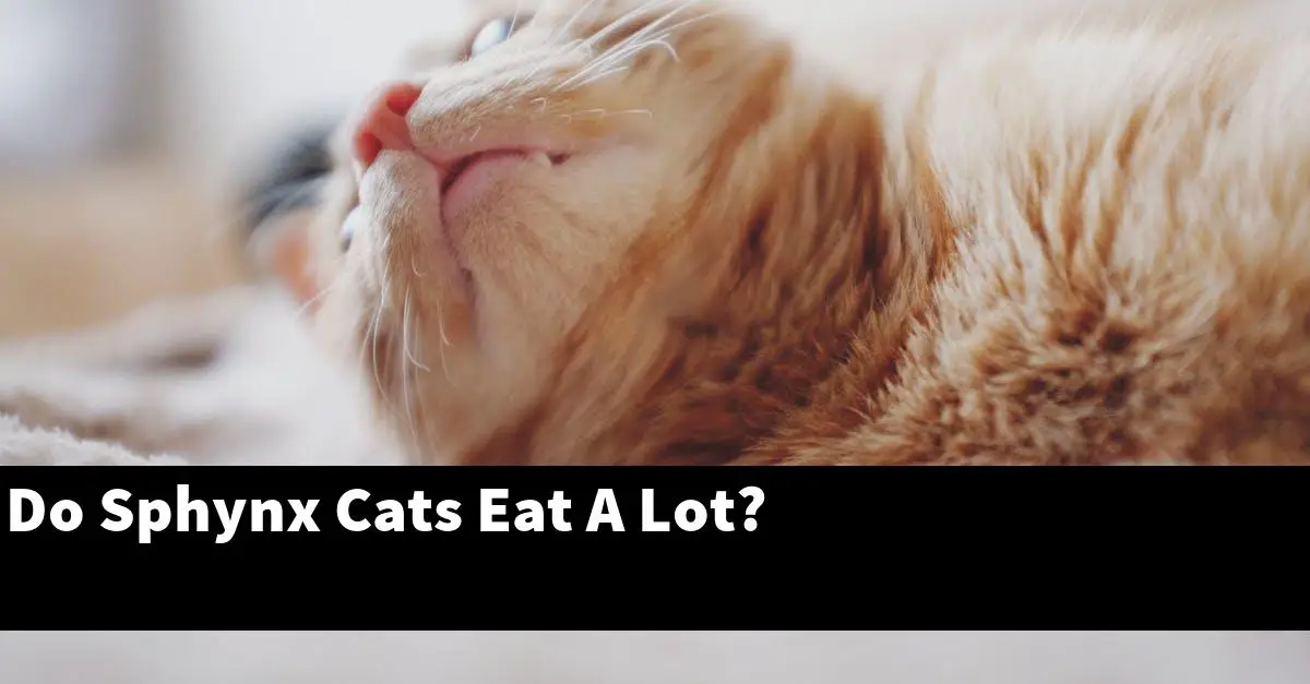 Do Sphynx Cats Eat A Lot?