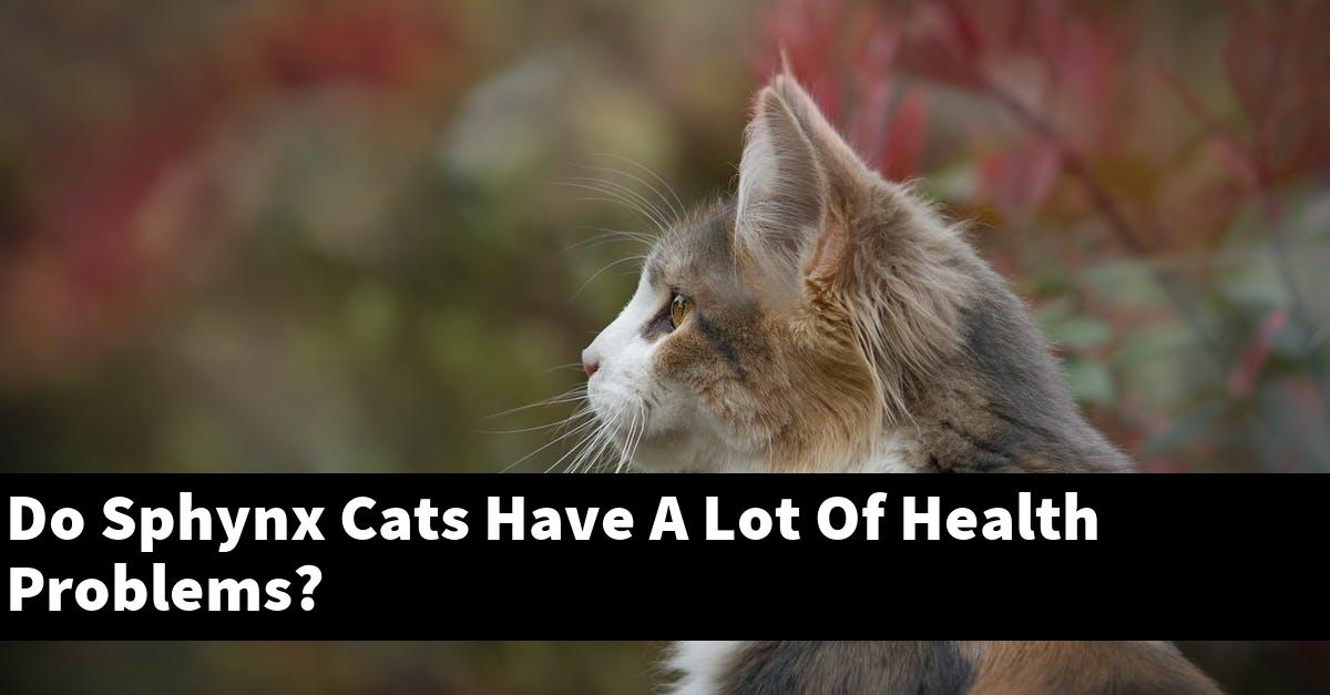Do Sphynx Cats Have A Lot Of Health Problems?