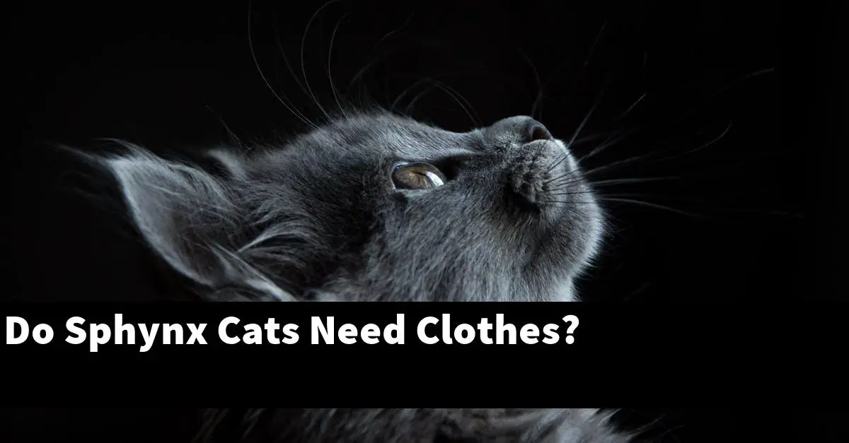 Do Sphynx Cats Need Clothes?