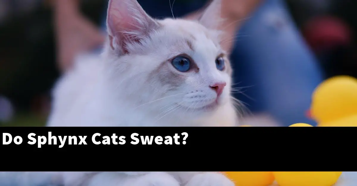 Do Sphynx Cats Sweat?