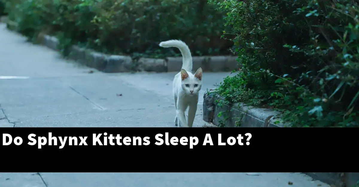 Do Sphynx Kittens Sleep A Lot?