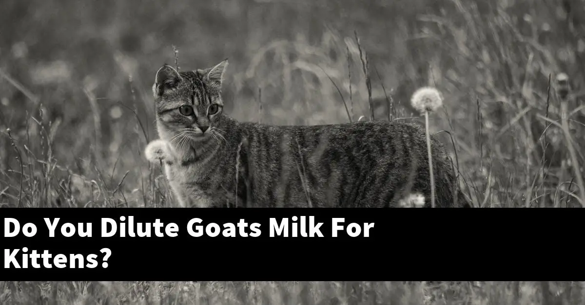 Do You Dilute Goats Milk For Kittens?